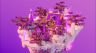 Pinnacle | 100x100 | End Lobby