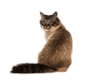 test icon